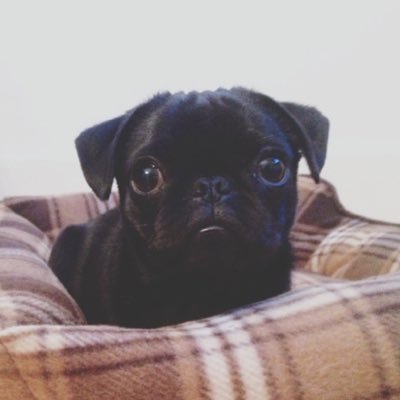 cloop_floop's profile picture. 