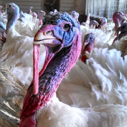 The Official Twitter Account of Iowa State Athletics Supporter and Turkey Farmer, Bart Olthoff.