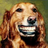 nosadoramos's profile image