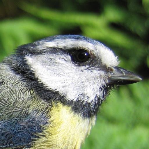 Lecturer in animal behaviour, evolution and ecology at Lancaster University. Editor of Bird Study. #ornithology