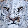 Nasrany_reditel's profile picture.