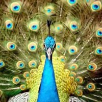 Animal extinction (@wopae1) 's Twitter Profile