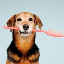 PerrosCdnP's profile picture. Conoce y aprende lo que necesita tu can de la mejor forma posible con los consejos e información que compartiremos día a día.