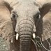 96 Elephants (@96elephants) Twitter profile photo 96 Elephants (@96elephants) Twitter profile photo
