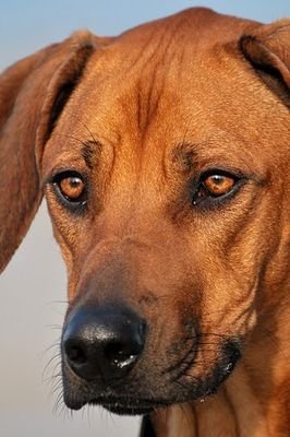 Franky_notfrank's profile picture. 