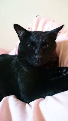 初心者です。猫が大好き!! 4匹飼ってます。2021年から一匹糖尿病に……。
まだまだ不慣れなので、何か失礼な事してしまったらごめんなさい。無言フォロー失礼します。