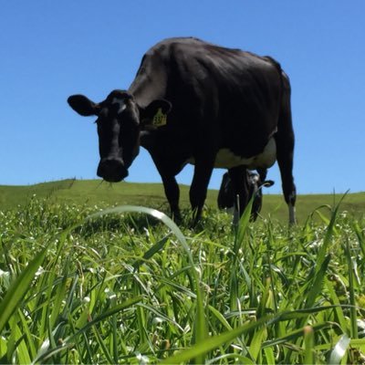 Equity partner milking 340 cows on 116ha.