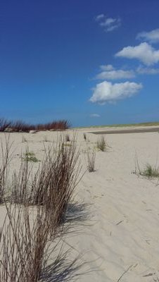 pvanrooij1's profile picture. 