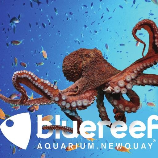 Blue Reef Aquarium in Newquay aims to provide insight into the incredible underwater world and the wonders it contains!