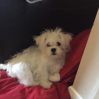 GoggleboxHarley's profile picture. I'm Harley! The Gogglebox Woerdenwebers pooch! Vote for me to win the cutest dog award! #TeamHarley https://t.co/dSR20peT3u