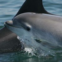 Dolphinwatch (@dolphinwatchc) 's Twitter Profile