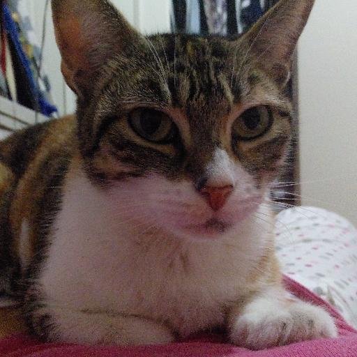 luelgatito's profile picture. 