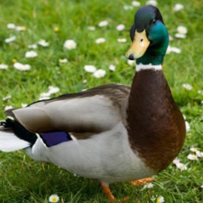 We love ducks. Dm pics of ducks and we will rate our favorites!// @jacobbrownster