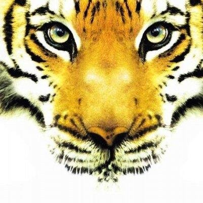 letigre27's profile picture. souffrir et servir