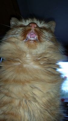 mjwhite2010's profile picture. Follower of all bike sport cat care giver too five rascals