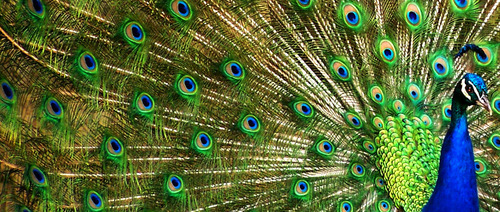 albatrossphd's profile picture. 