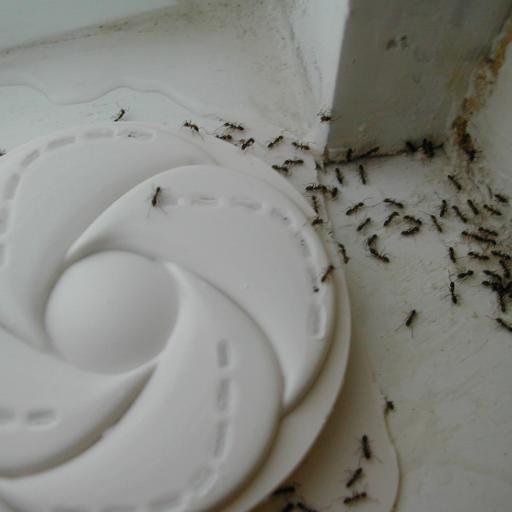Are your pests getting the best of you? Eagle Eye Pest Control uses state-of-the-art pest removal equipment.
(240) 602-6888