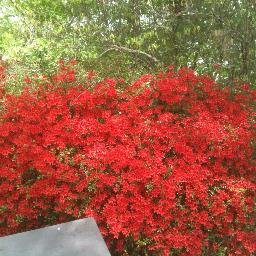 islaysingle's profile picture. 