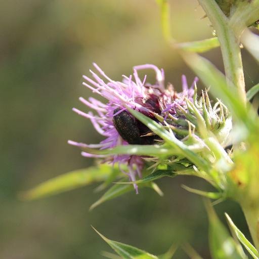trechus's profile picture. クチカクシゾウムシの分類　Amateur taxonomist (PhD)/ Cryptorhynchinae// Interest: sound production and its function in weevils//