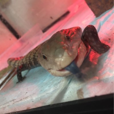 kazureptile's profile picture. 〈趣味垢〉爬虫類.小動物. 気になったら無言フォロー失礼します！フォローしてくださってる方ありがとうございます！ ぐんま ピアスも刺青も