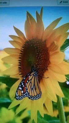 33emeralds's profile picture. 