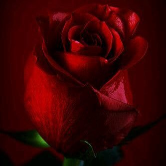 rb_te4's profile picture. 