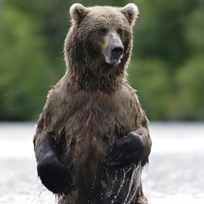 AlagnakRiver's profile picture. ATA Lodge. Alagnak River, Katmai National Park, Bristol Bay, SW Alaska. Salmon & Trout Fishing; Bear Viewing and Wildlife Photography
