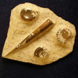 sffeu's profile picture. 