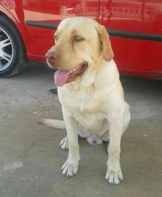 curroperezbravo's profile picture. 