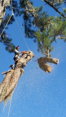 I live to climb and climb to live! Trees move me, mentally, spiritually, and physically.
Owner and climber of Just Performance tree service.