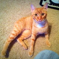 Catering 2 Cats&Dogs (@c2cndrescue) 's Twitter Profile