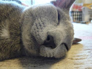 猫大好き、鳥大好き、いきもの大好き。 ハングル詩人