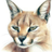 Kattecltd's profile image