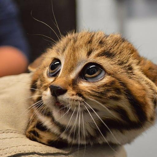 frutellaman's profile picture. 