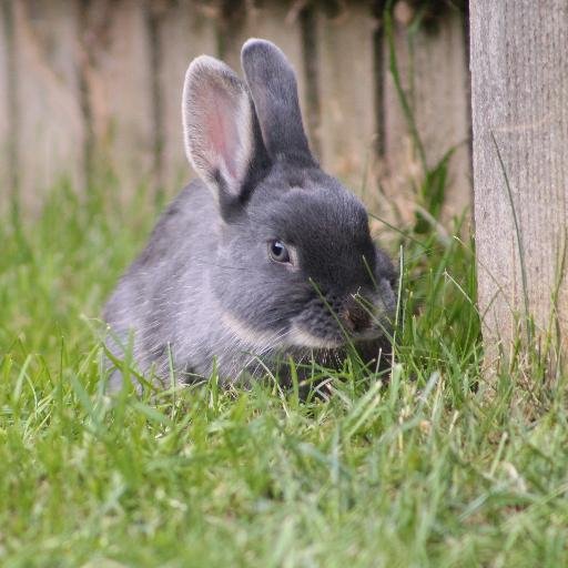 Adorable Netherland Dwarf rabbits that like to sleep, nibble & play. Honey=ginger & Bun=grey. We support animal charities, love carpet surfing, hate Monday's...