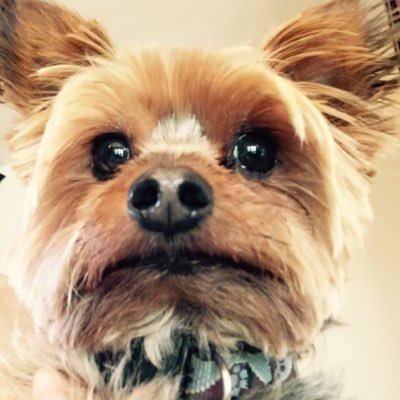 Leebmacnyc107's profile picture. I love my husband, my dogs and my country 🕺🇺🇸🐾