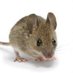 Larry T Mouse (@larrymouseatzoo) Twitter profile photo Larry T Mouse (@larrymouseatzoo) Twitter profile photo