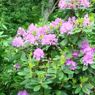 mskitalian76's profile picture. демократ, антиимперец, люблю животных и природу.