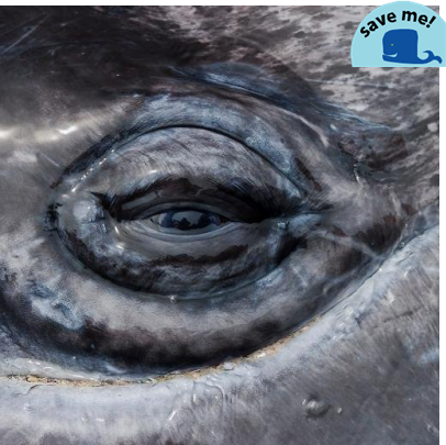 MxAnomalynon's profile picture. #OpWhales