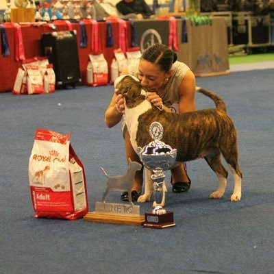 DeliciousBully's profile picture. The Story: If you know me you already know I have an insatiable love for showing Top Quality AKC Registered Bull Terriers...Thanks for reading & Live Delicious!