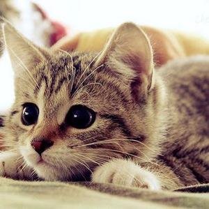 mah683RTMS17's profile picture. 