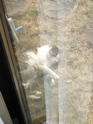 Ken0427Myumomo's profile picture. つぶドルのいつメン
某所ではよっしーとも
ボードゲームと歌が好き。
ドラクエ10では｢みゅもも｣
身内チーム、エンジョイ勢
七不思議とモンスターバッジはコンプした。次はシール集め中

ふれあいの村の方に勤めてる