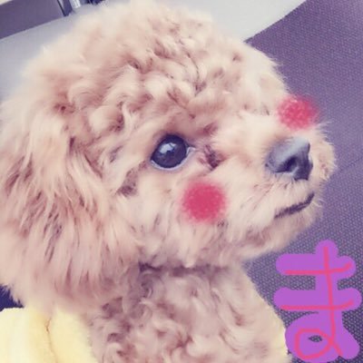 てんし(._.)まりん レッドのプードル達 プードル飼い主と交流とてんまりののろけに付き合って下さい笑愛犬にあげてるおやつ、フード情報交換したいです！あたしだって美味しいもの食べたい。まりてんも同じ♫