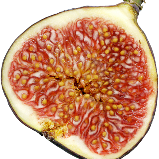 realfigfacts's profile picture. Don't Give a fig