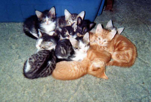 OkieCin's profile picture. Love Jesus w/every ounce of my being! Have a feline rescue/sanctuary-visit website email link 4 qs concerning cats & also link 4 prayer requests:)