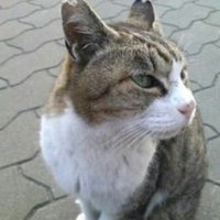 中島のら (@q_noa) 's Twitter Profile Photo