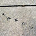 Annie Funk - @fcmw - Twitter