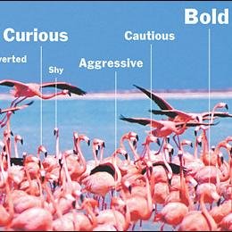 Tweets about Animal Personality research. Use #AnimalPersonality and I will retweet. We are also on Mastodon animalpersonality@ecoevo.social