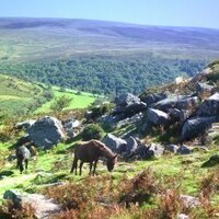 DartmoorNationalPark (@dartmoordevon) 's Twitter Profile