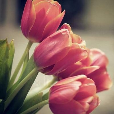 gazwanfahad223's profile picture. 